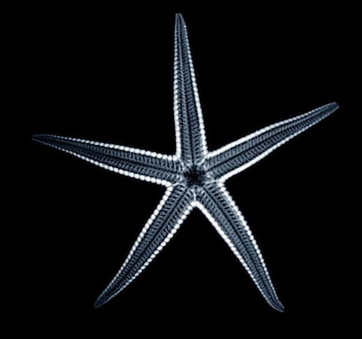 [Starfish Image]